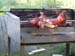 DSCN0081