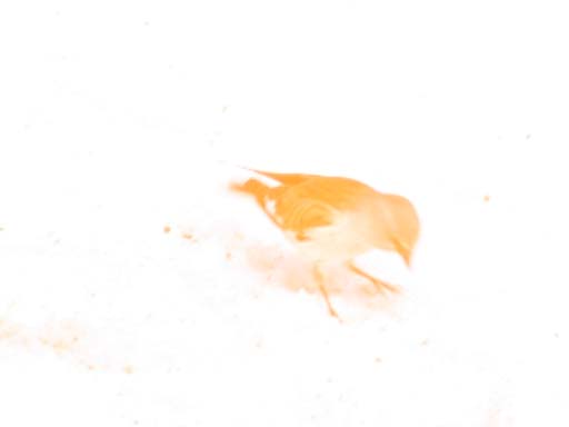 DSCN0920