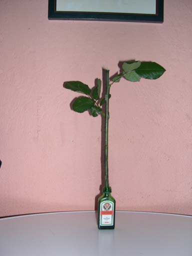 DSCN8794