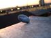 DSCN3115